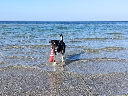 Reisemobilstellplatz - Duschen - Deutschland - Glücklicher Hund am Hundestrand der Wohlenberger Wiek... - ostseequelle.camp