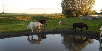 Reisemobilstellplatz - Umgebungsschwerpunkt: See - Ostsee - unsere Tiere - Horse Lake Ranch