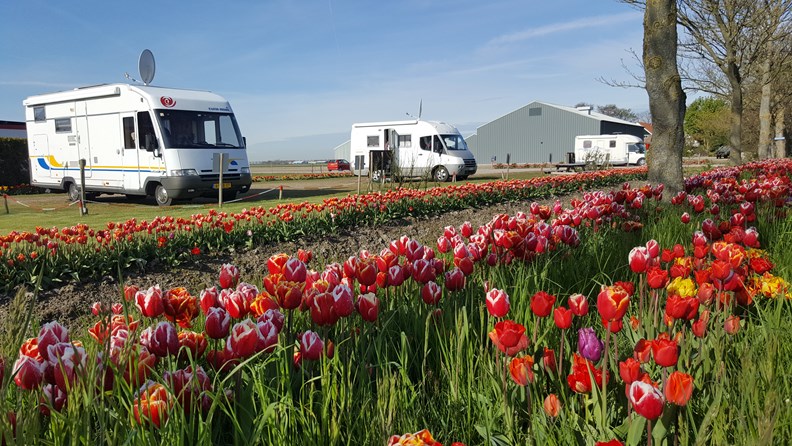 With the motorhome to see the tulip blossoms in Holland - stellplatz.info