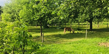 Reisemobilstellplatz - Waldburg (Landkreis Ravensburg) - Macht es euch gemütlich unter unseren schönen alten Apfelbäumen und genießt eine wundervolle Auszeit auf dem Hof.  - Bio Obsthof Moll