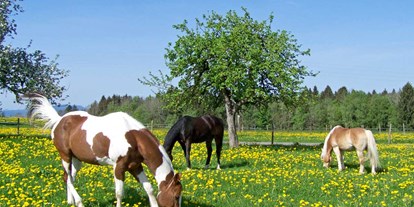 Reisemobilstellplatz - Roßhaupten - Viele Bauernhoftiere können besucht werden. Hühner, Katzen, Ziegen, Schafe, Ponys, Rinder. - Ferienhof und Baumhaushotel Allgäu