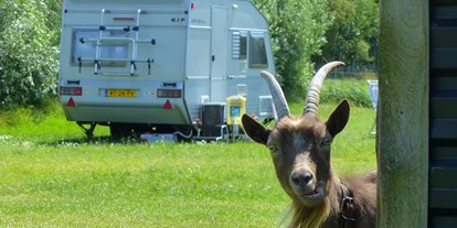 Reisemobilstellplatz - Wohnwagen erlaubt - Nordholland - Niemals allein - Camping de Gouw