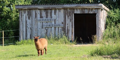 Reisemobilstellplatz - Umgebungsschwerpunkt: am Land - Thisted - Thypaca Alpacafarm