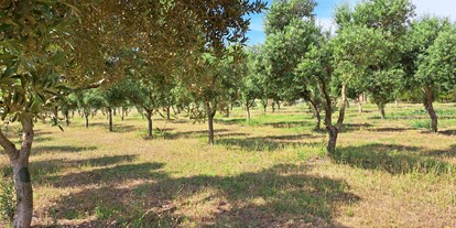 Reisemobilstellplatz - Umgebungsschwerpunkt: Fluss - Spanien - Relájate en un amplio espacio rodeado de olivos, naturaleza y tranquilidad - Relax and enjoy ample space and tranquility among organic olive trees