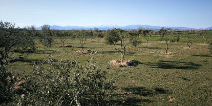 Reisemobilstellplatz - Hunde erlaubt: Hunde teilweise - Katalonien - Vista de los Pirineos - Relax and enjoy ample space and tranquility among organic olive trees