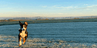Reisemobilstellplatz - Hunde erlaubt: Hunde erlaubt - Hunsrück - Anton im Glück