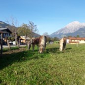 Wohnmobilstellplatz: Tiroler Haflinger aus eigener Zucht - Sonnleitenhof