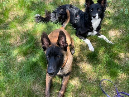 Reisemobilstellplatz - Hunde erlaubt: Hunde erlaubt - Triberg - Camping Bankenhof Hinterzarten am Titisee