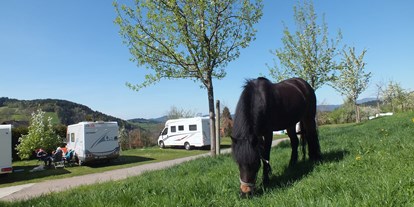 Motorhome parking space - Duschen - Schwarzwald - Pony grast neben dem Stellplatz. - Stellplatz Kirnermarteshof