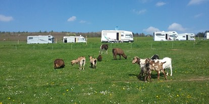 Reisemobilstellplatz - Duschen - Franken - Unsere Ziegen und lamas unterhalb der Stellplätze  - Forellenhof 