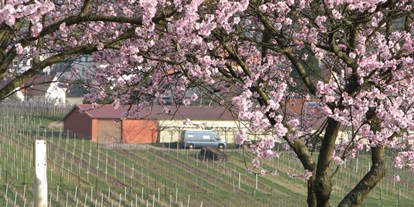 Reisemobilstellplatz - Wohnwagen erlaubt - Pfalz - Beschreibungstext für das Bild - Winzerhof am Teufelsberg