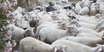 Reisemobilstellplatz - Stromanschluss - Sardinien - sheeps - Agricamping S'Ozzastru