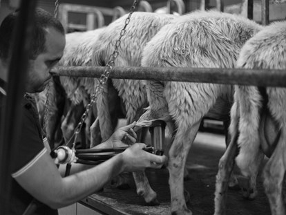 Reisemobilstellplatz - Hunde erlaubt: Hunde teilweise - Italien - sheeps - Agricamping S'Ozzastru
