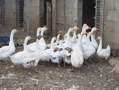 Motorhome parking space - Sardinia - geese - Agricamping S'Ozzastru