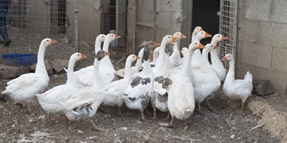 Reisemobilstellplatz - Stromanschluss - Sardinien - geese - Agricamping S'Ozzastru
