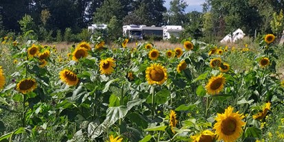 Motorhome parking space - Raesfeld - Campers op de camping op het camperveld in 2023 met uitzicht op de mooie bloemenweide. - Camping Lansbulten