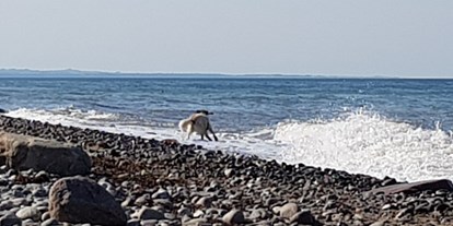 Reisemobilstellplatz - Hunde erlaubt: Hunde erlaubt - Lambrechtshagen - Der Ostseestrand   <<  >>       The Baltic Sea beach - Stellplatz im Grünen der Fa. Stuhr