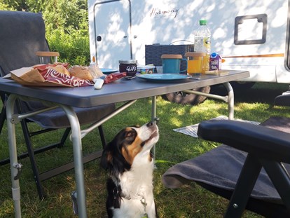 Motorhome parking space - Hunde erlaubt: Hunde erlaubt - Campingpark Schellental