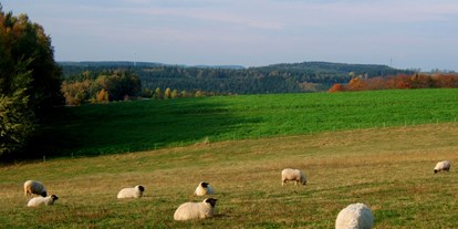 Reisemobilstellplatz - Umgebungsschwerpunkt: am Land - Vogtland - Zu den Tieren des Hofe gehören auch Rhönschafe, die in Nähe des Stellplatzes ihre Weide haben. - Naturhof Vogtland