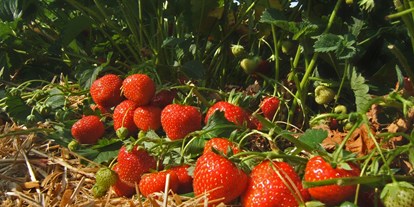 Reisemobilstellplatz - Umgebungsschwerpunkt: am Land - Markneukirchen - Im Juli ist bei uns Erdbeerzeit. Die süßen Früchte können Sie frisch gepflückt in unserem Hofladen kaufen. - Naturhof Vogtland