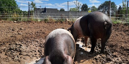 Reisemobilstellplatz - Frischwasserversorgung - Rheinland-Pfalz - unsere Schweine im Freilauf - Metternicher Hof