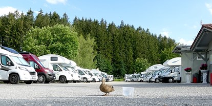 Motorhome parking space - Heiterwang - Wir sind ein tierfreundlicher Wohnmobilstellplatz, auch die Enten vom Forggensee erfreuen sich unserer Gastfreundschaft - Wohnmobilpark Füssen