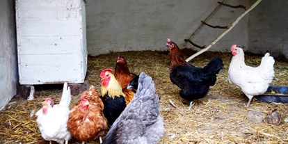 Reisemobilstellplatz - Umgebungsschwerpunkt: am Land - Sachsen-Anhalt - Die fleißigen Hühner kümmern sich um die Frühstückseier. - Naturhof Camping
