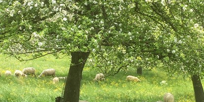 Reisemobilstellplatz - Spielplatz - Thurgau - Unsere Schafe unter den blühenden Obstbäumen ... - Weinfelden, Weinbau Thomas und Susi Germann