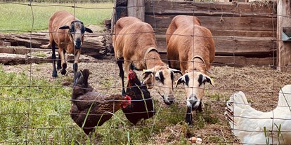 Reisemobilstellplatz - Wohnwagen erlaubt - Oederan - …wo Huhn und Schaf friedlich beieinander sind - Mini-Ranch 