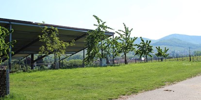 Motorhome parking space - Tennis - Edesheim - Bioland Wein- und Sektgut Marienfelderhof