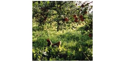 Reisemobilstellplatz - Valendas - Finja das Huhn - Unsere kleine Farm 