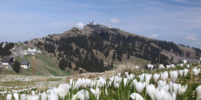 Reisemobilstellplatz - Grauwasserentsorgung - Schweiz - Rigi Kulm im Frühling mit Krokussmeer - Weggis am Vierwaldstättersee