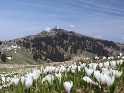 Reisemobilstellplatz - Umgebungsschwerpunkt: Berg - Schweiz - Rigi Kulm im Frühling mit Krokussmeer - Weggis am Vierwaldstättersee