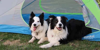 Reisemobilstellplatz - Bademöglichkeit für Hunde - Dänemark - Hund ist erlaubt - Gåsevig Strand Camping
