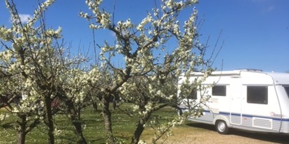 Motorhome parking space - Oostkapelle - Obstwiese mit Blumen - Mini-camping Victoria