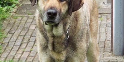 Reisemobilstellplatz - Hunde erlaubt: Hunde erlaubt - Nord Overijssel - erlaubt - Minicamping-Schonewille