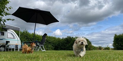 Reisemobilstellplatz - Art des Stellplatz: beim Golfplatz - Kwadendamme - honden zijn welkom - Camping Zeeuws Genieten