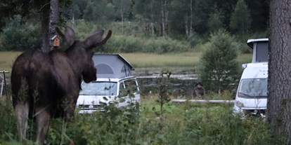 Motorhome parking space - Badestrand - Northern Norway - Kommt ab und zu vorbei - Velfjord Camping & Hytter