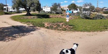 Motorhome parking space - Hunde erlaubt: Hunde erlaubt - Portugal - Camping Rural Os Anjos
