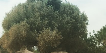 Reisemobilstellplatz - Hunde erlaubt: Hunde erlaubt - Comunidad Valenciana - Uralter Olivenbaum - Los Olivos de Xivert CampingNatura Park