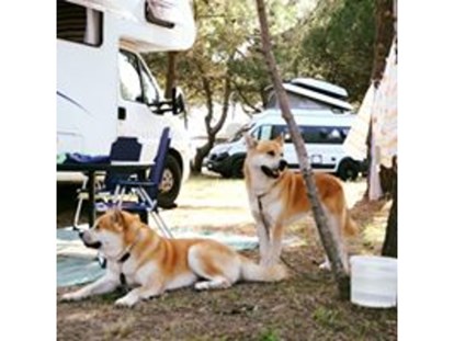 Motorhome parking space - Art des Stellplatz: ausgewiesener Parkplatz - Dogs - MCM Camping