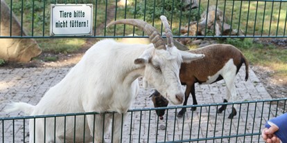 Motorhome parking space - Olfen - Tiergehege Klaukenhof in Datteln Öffnung zum Streicheln der Ziegen, Schafe, Esel - Freizeitpark Klaukenhof
