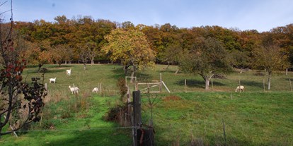 Reisemobilstellplatz - Stangau - Der herbstliche Ausblick auf die kleine Schaf- und Ziegenherde auf der Streuobstwiese. Im Hintergrund eine Kernzone des Biosphärenpark Wienerwald - Hof Karakul