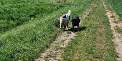 Reisemobilstellplatz - Hunde erlaubt: Hunde erlaubt - Ostsee - Ausgiebige Spaziergängen für Tier und Mensch  - Bei den schwedischen Blumenhühnern  -genieße die Ruhe-