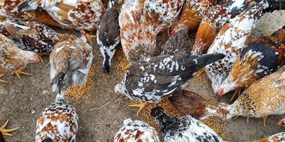Reisemobilstellplatz - Umgebungsschwerpunkt: am Land - Fischland - Ab Sommer 2022 gibt es Eier von unseren Schwedischen Blumenhühnern  - Bei den schwedischen Blumenhühnern  -genieße die Ruhe-