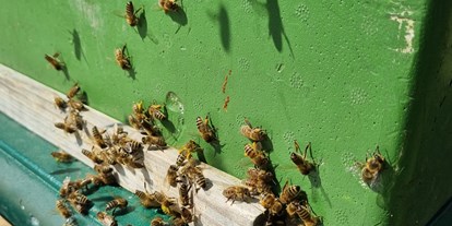 Reisemobilstellplatz - Tribsees - Ab Sommer 2022 gibt es Honig von unseren Bienen  - Bei den schwedischen Blumenhühnern  -genieße die Ruhe-