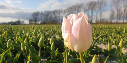 Reisemobilstellplatz - Duschen - Rockanje - In het voorjaar mooie tulpenvelden - minicamping Kastanjehoeve Goeree Overflakkee