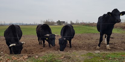 Reisemobilstellplatz - Frischwasserversorgung - Potsdam - Drei Mini-Rinder im Größenvergleich zu einem Rind, das 14 Monate alt ist. - Wohnmobil-Stellplatz mit Weideblick