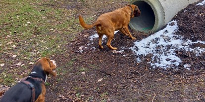 Reisemobilstellplatz - Hunde erlaubt: Hunde erlaubt - Harz - Eingezäunter Hundeauslauf - Wohnmobil- und Campingpark Ambergau