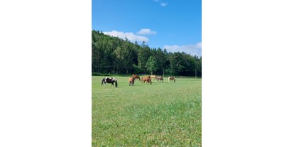 Reisemobilstellplatz - Umgebungsschwerpunkt: am Land - Birgel - Unsere Pferde auf großen Wiesen - Stellplatz Hubertushof